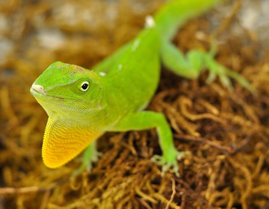 Anolis garmani